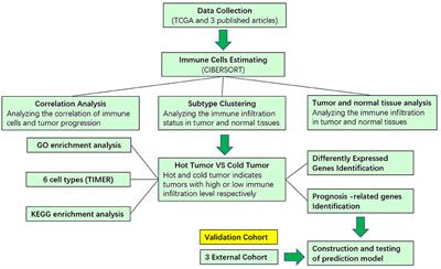 A Novel Immune-Related Prognostic Model for Response to Immunotherapy and Survival in Patients With Lung Adenocarcinoma